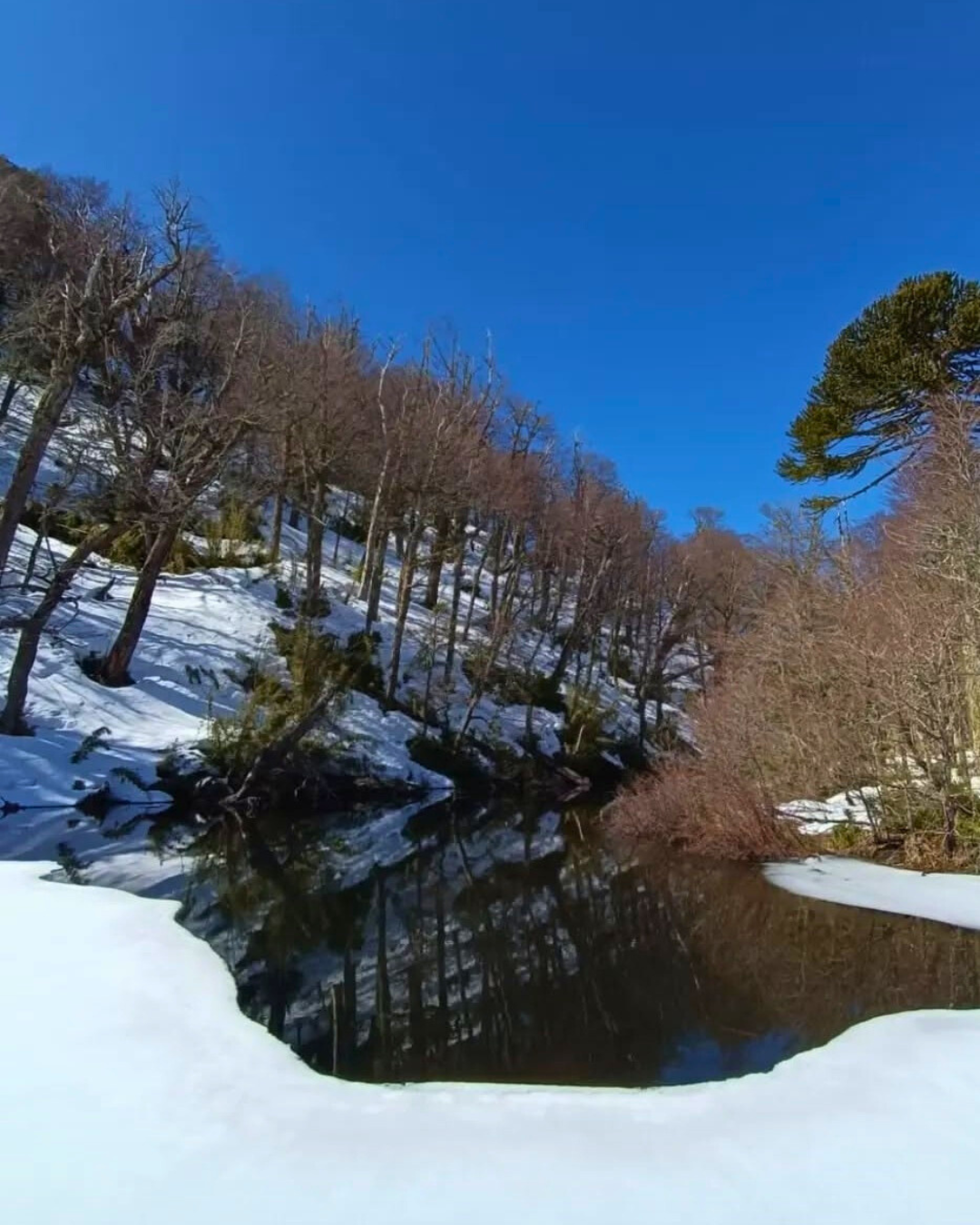 Tour Sendero Lagos Andinos - Imagen 3