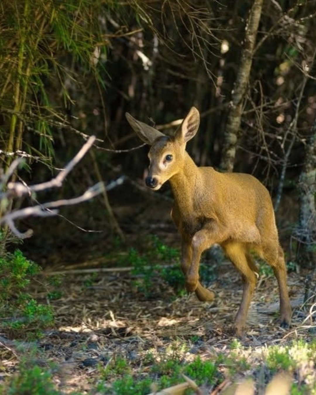 Tour Huilo-Huilo / Puerto Fuy - Imagen 3