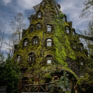 Tour Huilo-Huilo / Puerto Fuy